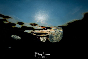 Juvenile Compass jellyfish (Chrysaora hysoscella), Zeelan... by Filip Staes 